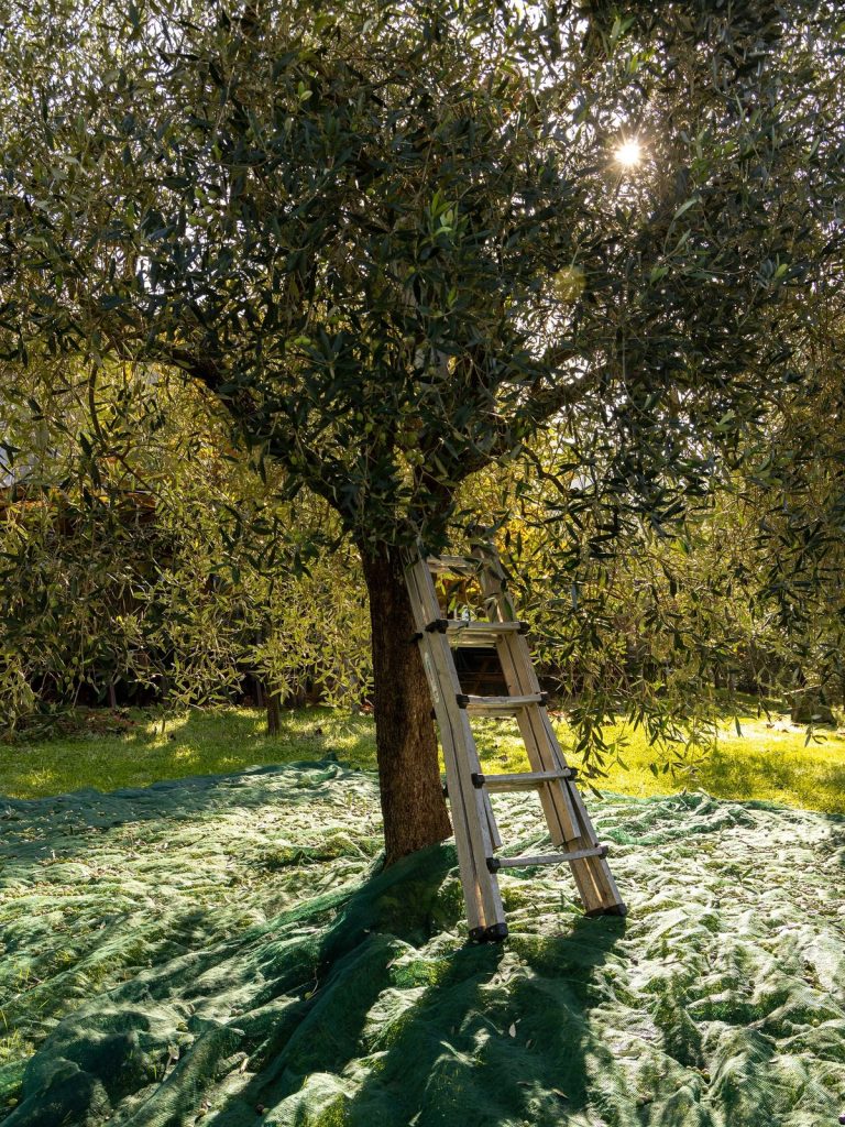 olive_tree